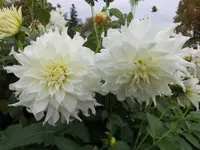 Bilda162.webp