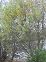 005.webp