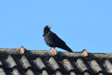 Krähe_0001.webp