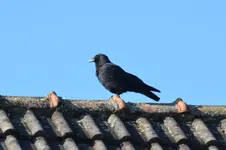 Krähe_0002.webp