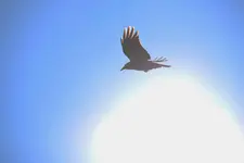 Krähe_0006.webp