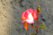 DSC_3961.webp