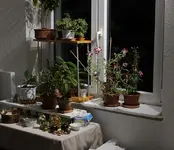 petunie.webp