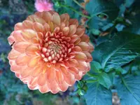 image.webp