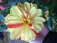 image.webp