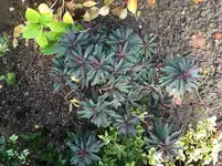 IMG_1095[1].webp
