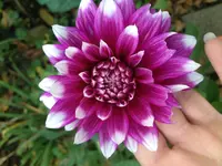 image.webp