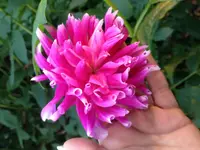 image.webp