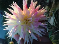 image.webp