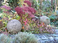 DSCN6538.webp