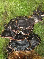 009_576x768.webp