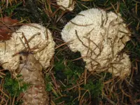 010_1024x768.webp
