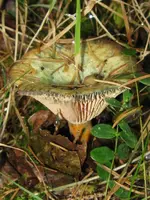 fichtenreizker_576x768.webp