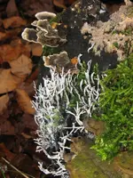 holzkeulen mit baumpilzen_576x768.webp