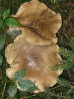 nebelkappe_576x768.webp