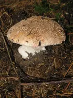 perlpilz_576x768.webp