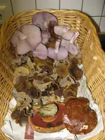026_576x768.webp