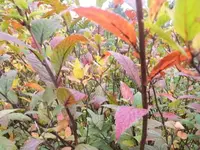 Bilda017.webp