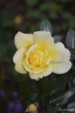 DSC_6105.webp