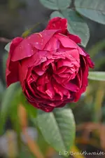 DSC_6103.webp