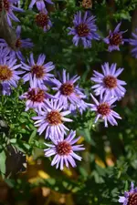 DSC_6096.webp