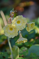 DSC_6092.webp