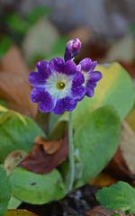 DSC_6093.webp