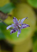 DSC_6107.webp