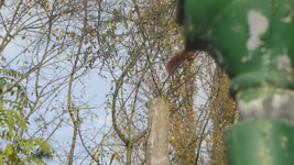 P1550715.webp