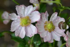 DSC_1699.webp
