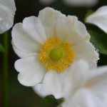 DSC_1648A.jpg
