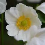 DSC_1648A.webp