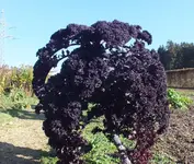 DSCF4349 (2).webp