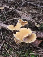 007_576x768.webp