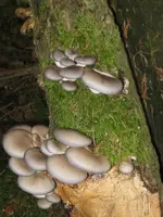 009_576x768.webp