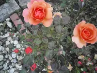 PB080857.webp