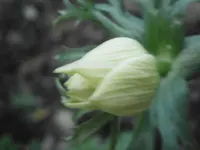 PB080858.webp