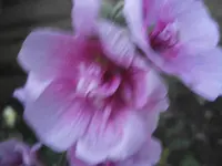 PB080859.webp