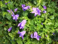 Bilda035.webp