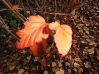Bilda017.webp