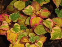 Bilda003.webp