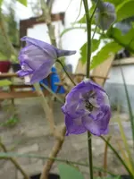 P1550681.webp
