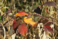IMG_6131-a.webp