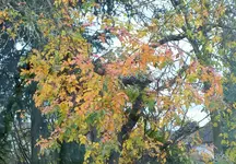 DSCF4519 (3).webp