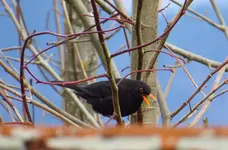 IMG_7361-a.webp