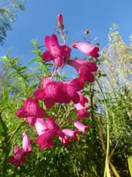 P1550810.webp