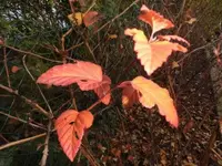 Bilda016.webp