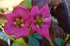 pink (13).webp