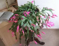 Weihnachtskaktus 001.webp