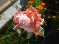 P1550827.webp